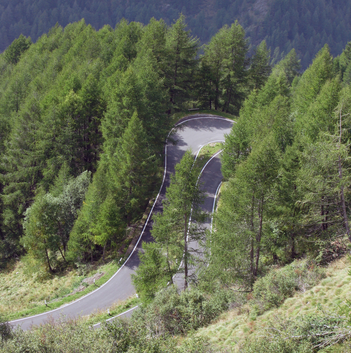 Gavia 1 03